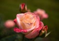 A warm southern evening. Roses in the Park Anapa Royalty Free Stock Photo