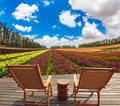 Warm spring day in Israel. Huge field of blossoming garden buttercups-ranunculus. Pair of comfortable wooden sun loungers are on Royalty Free Stock Photo