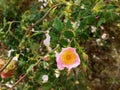 Warm spring light on the petals of wild roses in the home garden Royalty Free Stock Photo