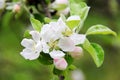 Warm spring peach blossom in April, blooming spring tree