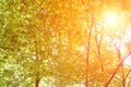 The warm spring sun shining through the treetop Royalty Free Stock Photo