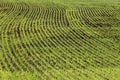 A freshly germinated Idaho wheat field.