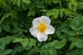 Warm spring and white-yellow flowers have opened and beckon with their sweet smell