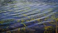 Lake. Aquatic plants .Warm weather. Royalty Free Stock Photo