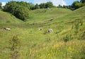 Warm, summer day in a meadow eating juicy, green grass several cows Royalty Free Stock Photo