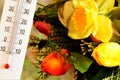 Warm summer day, temperature thermometer on the background of bright garden flowers. Summer flowers bloom, hot summer, the