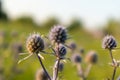 Warm summer Eryngos wild flower purple, green blur Royalty Free Stock Photo