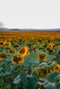 Field of sunflowers in the evening Royalty Free Stock Photo
