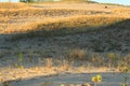 Warm summer landscape sand yellow dark trees and grass against the blue sky at sunset Royalty Free Stock Photo