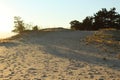 Warm summer landscape sand yellow dark trees and grass against the blue sky at sunset Royalty Free Stock Photo