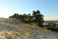 Warm summer landscape sand yellow dark trees and grass against the blue sky at sunset Royalty Free Stock Photo