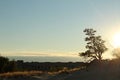 Warm summer landscape sand yellow dark trees and grass against the blue sky at sunset Royalty Free Stock Photo