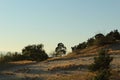 Warm summer landscape sand yellow dark trees and grass against the blue sky at sunset Royalty Free Stock Photo