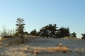 Warm summer landscape sand yellow dark trees and grass against the blue sky at sunset Royalty Free Stock Photo