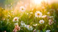 Warm summer meadow with blooming daisies basking in sunlight. Golden hour in floral paradise. Peaceful, tranquil nature Royalty Free Stock Photo