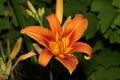 Beautiful tiger lily in the summer garden Royalty Free Stock Photo