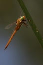 Summer\'s Delight : The Green Hawker Dragonfly Alights on a Reed Stem