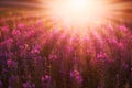 Warm sun rays on the meadow. Blooming glade at sunset