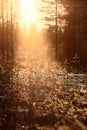 Warm sunbeams in the evening in a forest Royalty Free Stock Photo