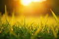 Warm sunlight filtering through blurred grass Natural, vibrant tones , warm, rays Royalty Free Stock Photo