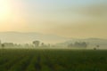 Warm sunlight on The hills in the fog. Morning landscape with green cane farm