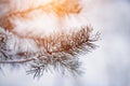 Warm sunlight illuminates the needle pine branches, which are covered with snow on a frosty winter morning. Winter forest Royalty Free Stock Photo