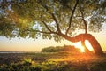 Warm sunlight with rays through trunk of green tree on river bank covered of grass glowing on sun