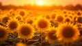 Warm sunlight on the towering sunflowers