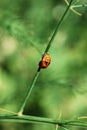 One ladybug larva sits on a green leaf of asparagus Royalty Free Stock Photo