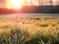 Warm sunny sun rise over a grass field, Frozen dew on the grass, Sun flare. Nobody, Nature background. Winter theme Royalty Free Stock Photo