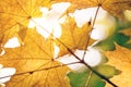 Warm sunrays pass through yellow maple leaves. Beautiful autumn background. Vibrant abstract fall forest view