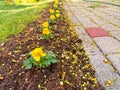 Warm sunrise close-up perspective view of recently planted yellow spring flower with fresh soil grass and paved driveway