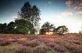 Warm sunset over meadow with flowering heather Royalty Free Stock Photo