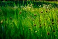 Warm sunset sedge grass foliage meadow rural landscape. Royalty Free Stock Photo