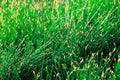 Warm sunset sedge grass foliage meadow rural landscape. Royalty Free Stock Photo