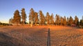 Warm Sunset in Swedish Camping under Pine Trees Royalty Free Stock Photo