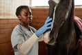 Female Veterinarian Examining Horse Royalty Free Stock Photo