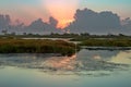 Colorful reeds in water with a reflection of the sunrise