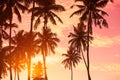 Tropical sunset on the beach with coconut palm trees Royalty Free Stock Photo