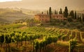 The warm Tuscan sun rises over lush vineyards, casting a golden glow over the idyllic, rolling hills of a rustic Italian Royalty Free Stock Photo