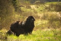 Warm vening landscape and a dog Royalty Free Stock Photo