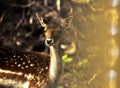 Warm view of a dam doe in the light of setting sun with blurred lightflares at the edge