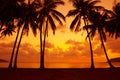 Warm Vivid Tropical Sunset On Ocean Shore With Palm Trees