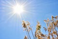 Warm weather on a autumn day. Cane is similar to tall tree in the sun. Reeds against the light blue sky Royalty Free Stock Photo