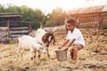 Warm weather. Cute little african american boy is on the farm at summertime with goats