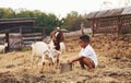 Warm weather. Cute little african american boy is on the farm at summertime with goats