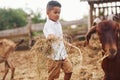 Warm weather. Cute little african american boy is on the farm at summertime with goats