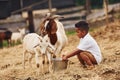 Warm weather. Cute little african american boy is on the farm at summertime with goats