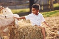 Warm weather. Cute little african american boy is on the farm at summertime with goats