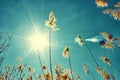 Warm weather on a summer morning. Cane is similar to tall tree in the sun. Reeds against the light blue sky Royalty Free Stock Photo